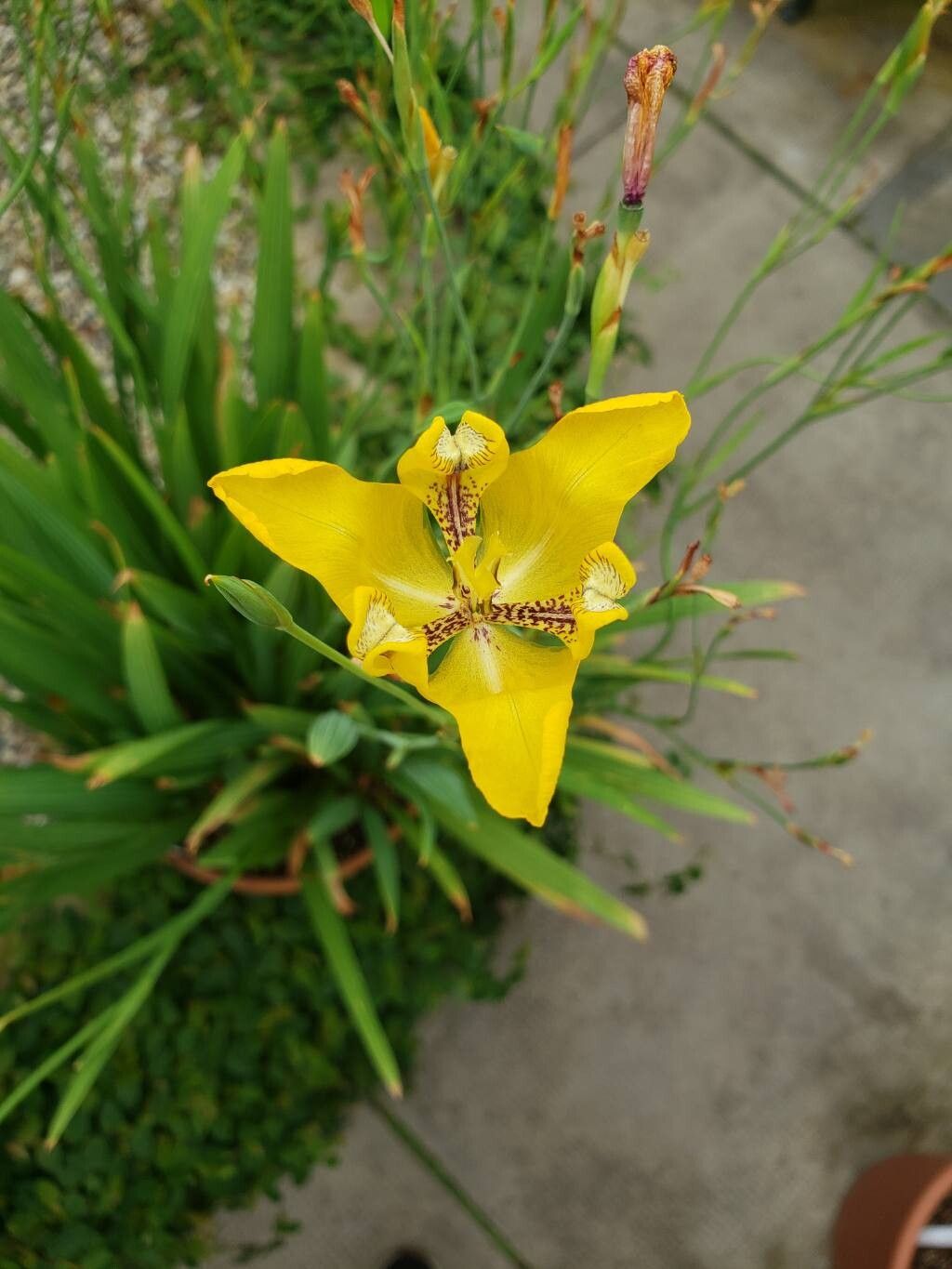 Cypella aquatilis flower