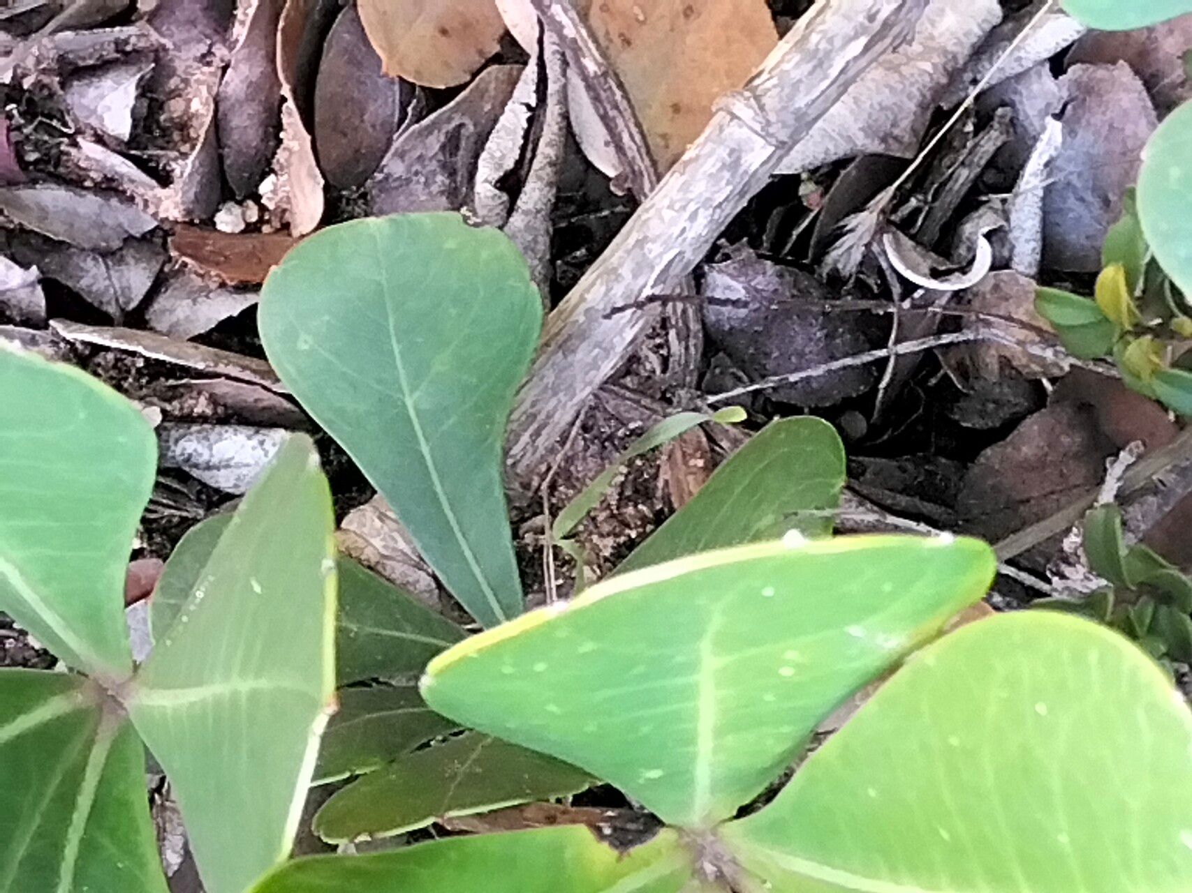 Cussonia thyrsiflora bark