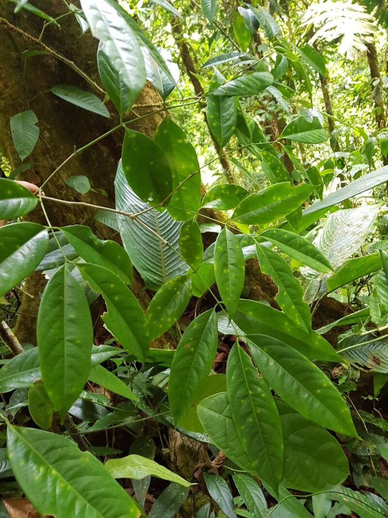 Inga golfodulcensis leaf