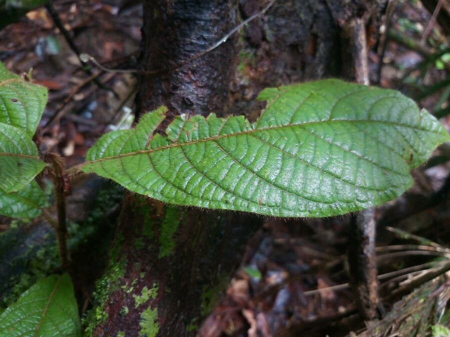 Coccoloba mollis — houseplant care guide