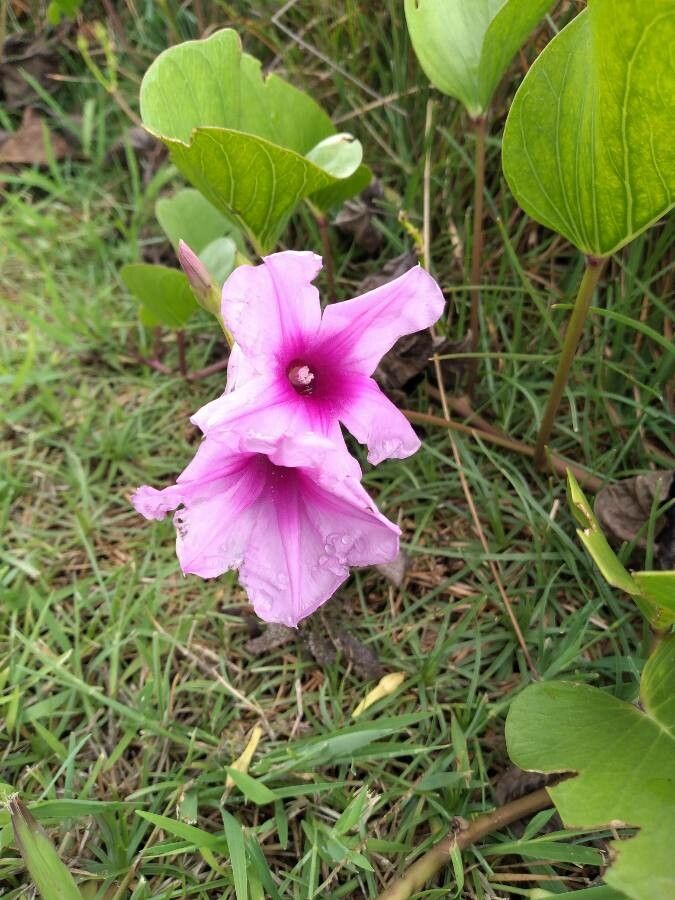 Ipomoea asarifolia flower
