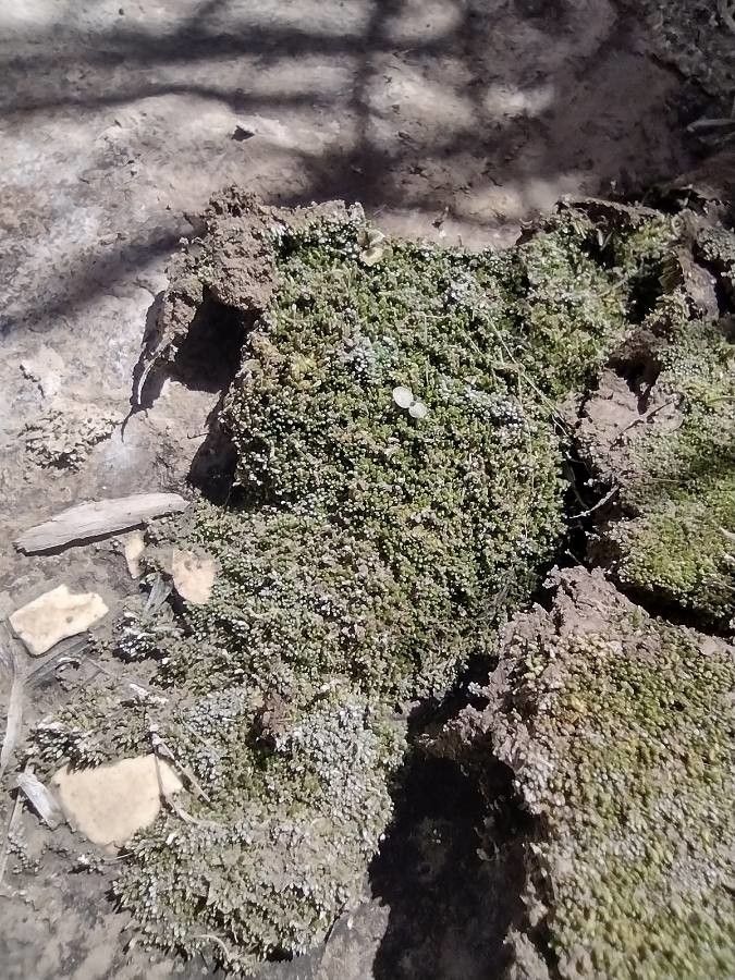 Arenaria alfacarensis — related species from the same genus