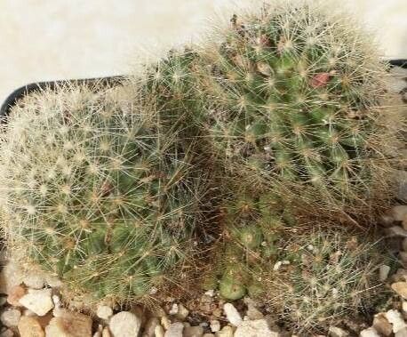Mammillaria anniana leaf