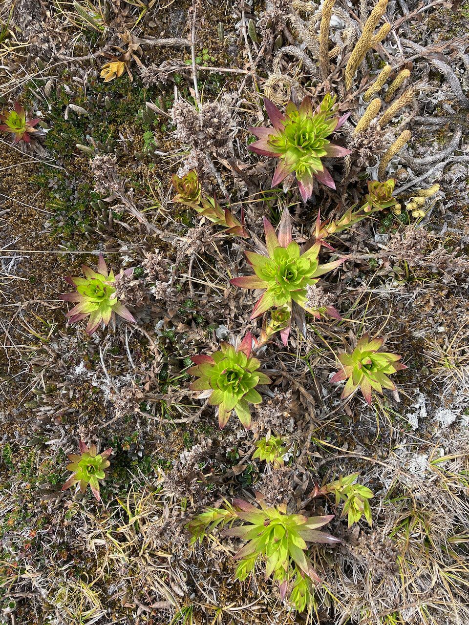 Gentianella dasyantha habit