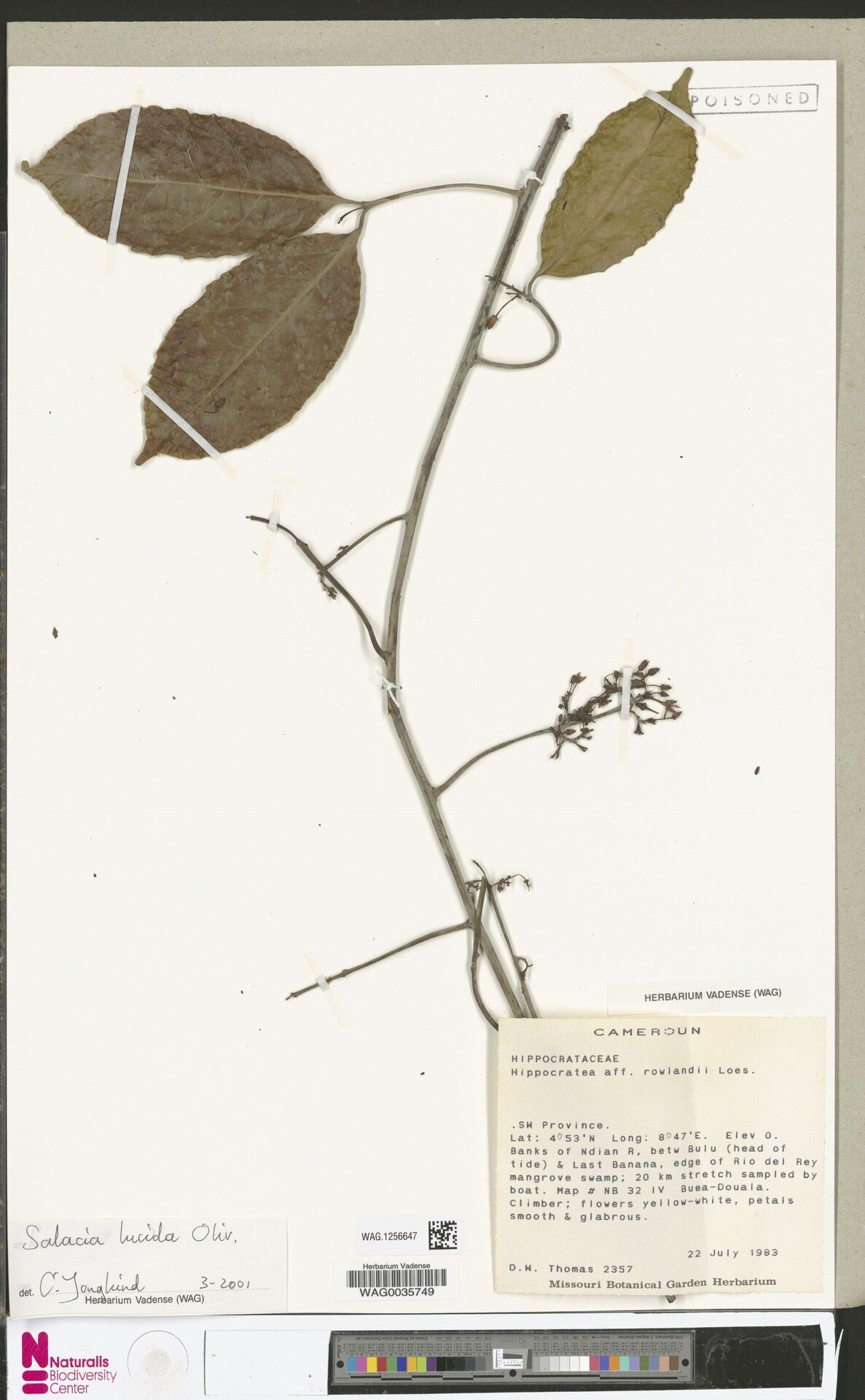 Salacia lucida — houseplant care guide