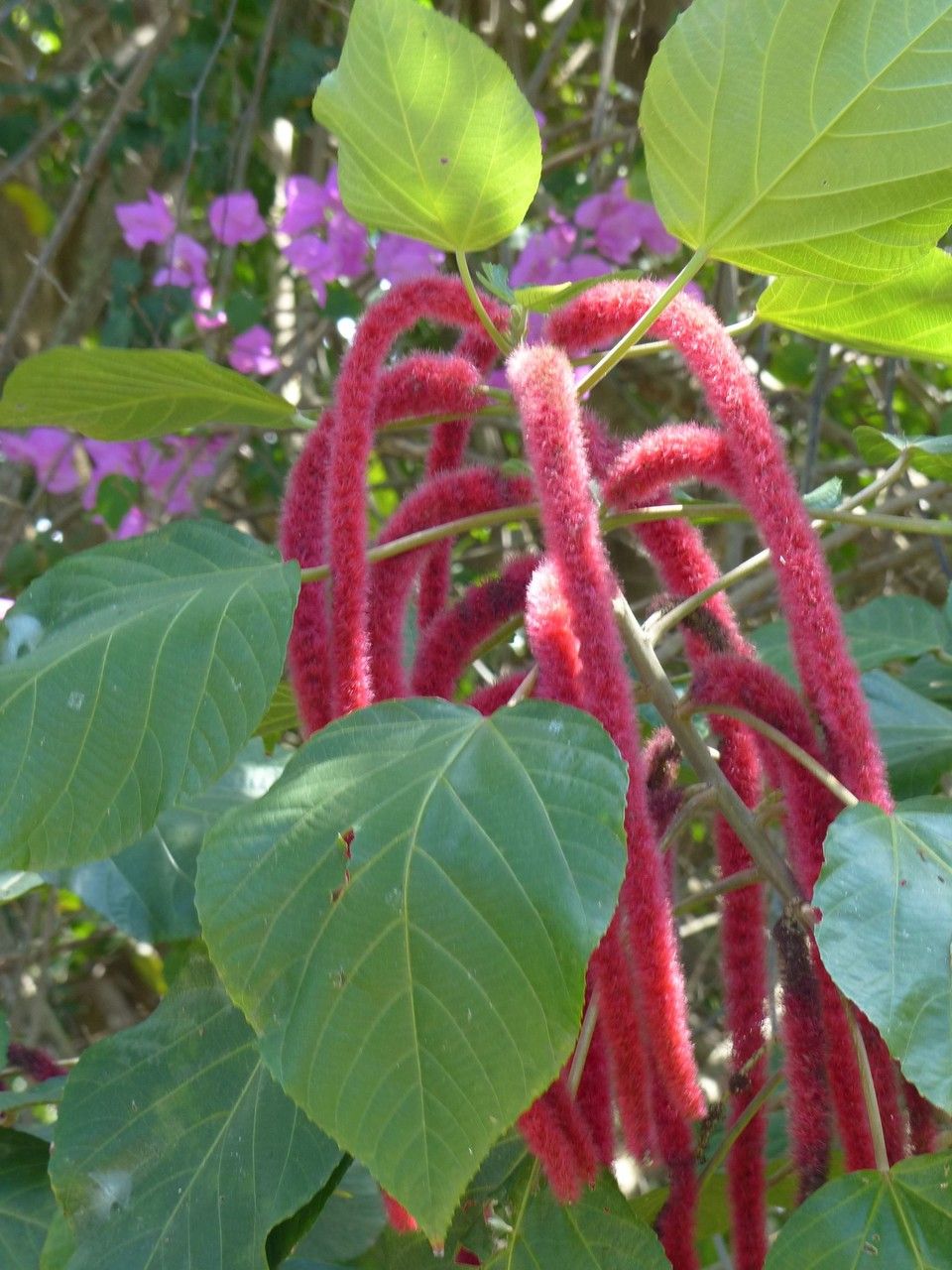 Acalypha hispida flower