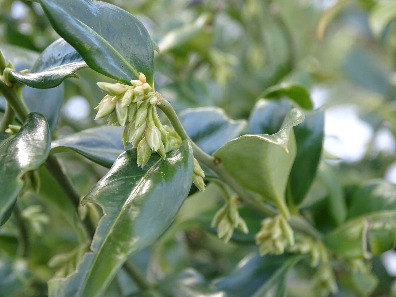 Sarcococca hookeriana flower