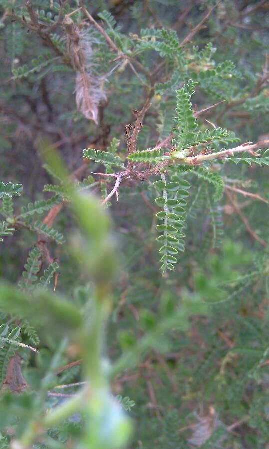 Adesmia schickendantzii leaf