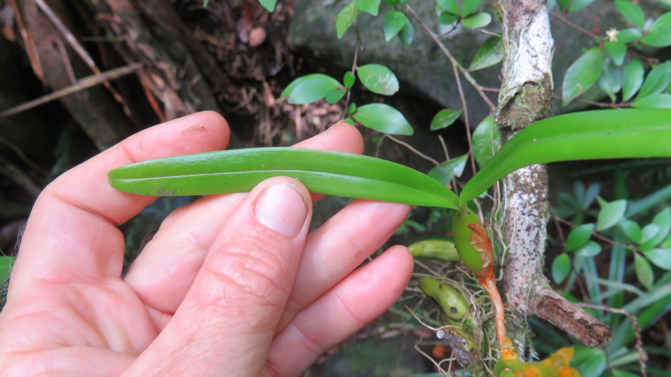 Bulbophyllum coccinatum — houseplant care guide