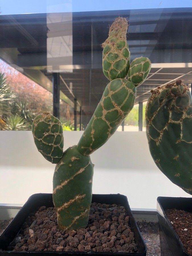 Opuntia zebrina — search result for 'Opuntia'