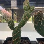 Opuntia zebrina