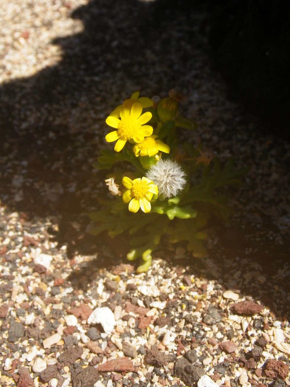 Senecio incrassatus habit