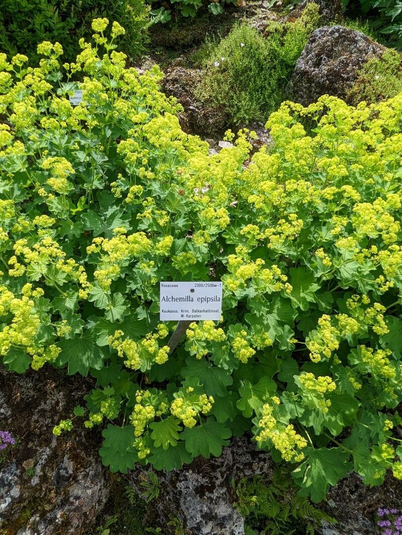 Alchemilla epipsila habit