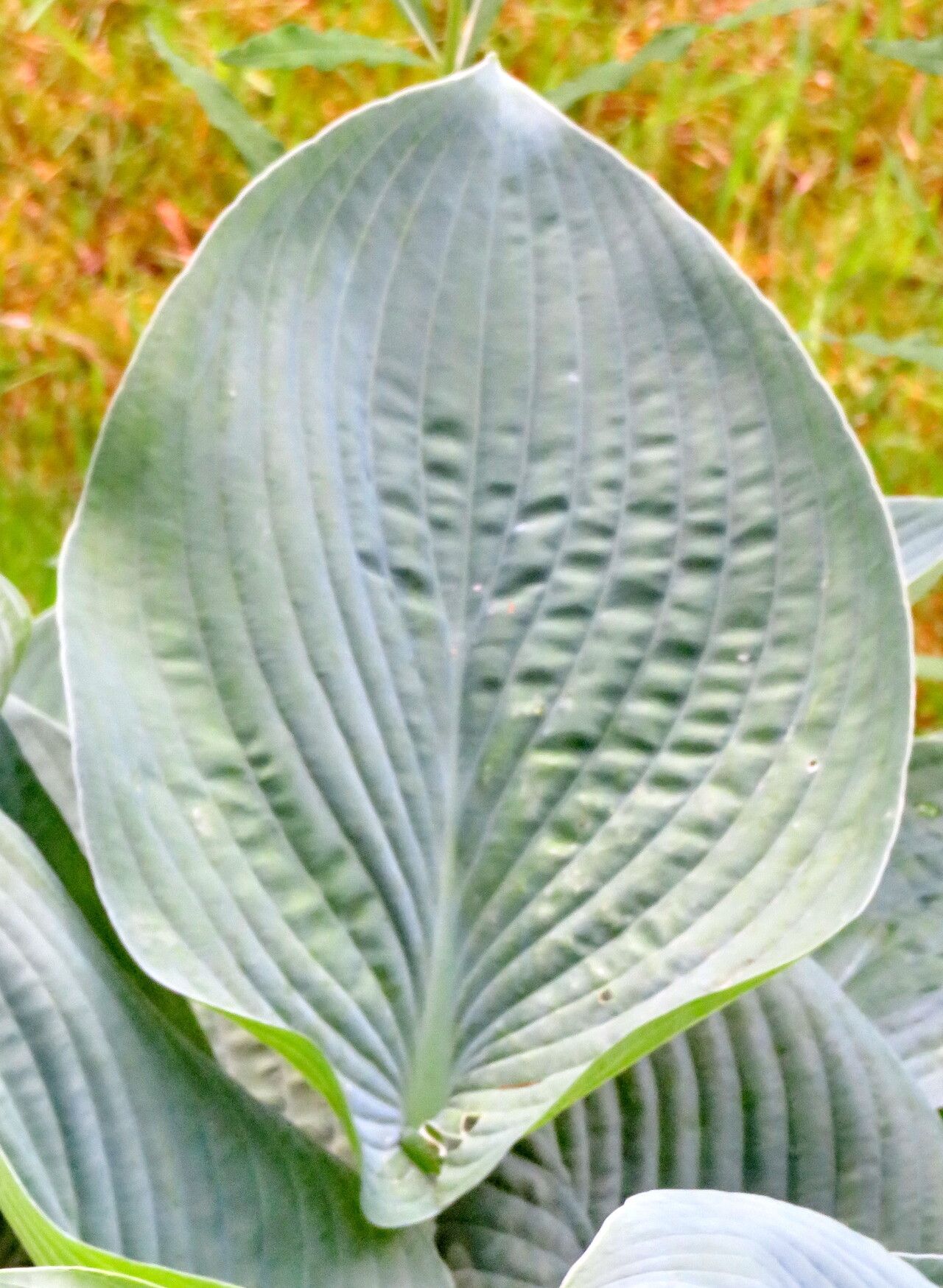 Hosta kikutii