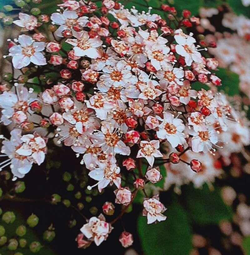 Spiraea fritschiana — search result for 'Spiraea'