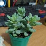 Sedum treleasei