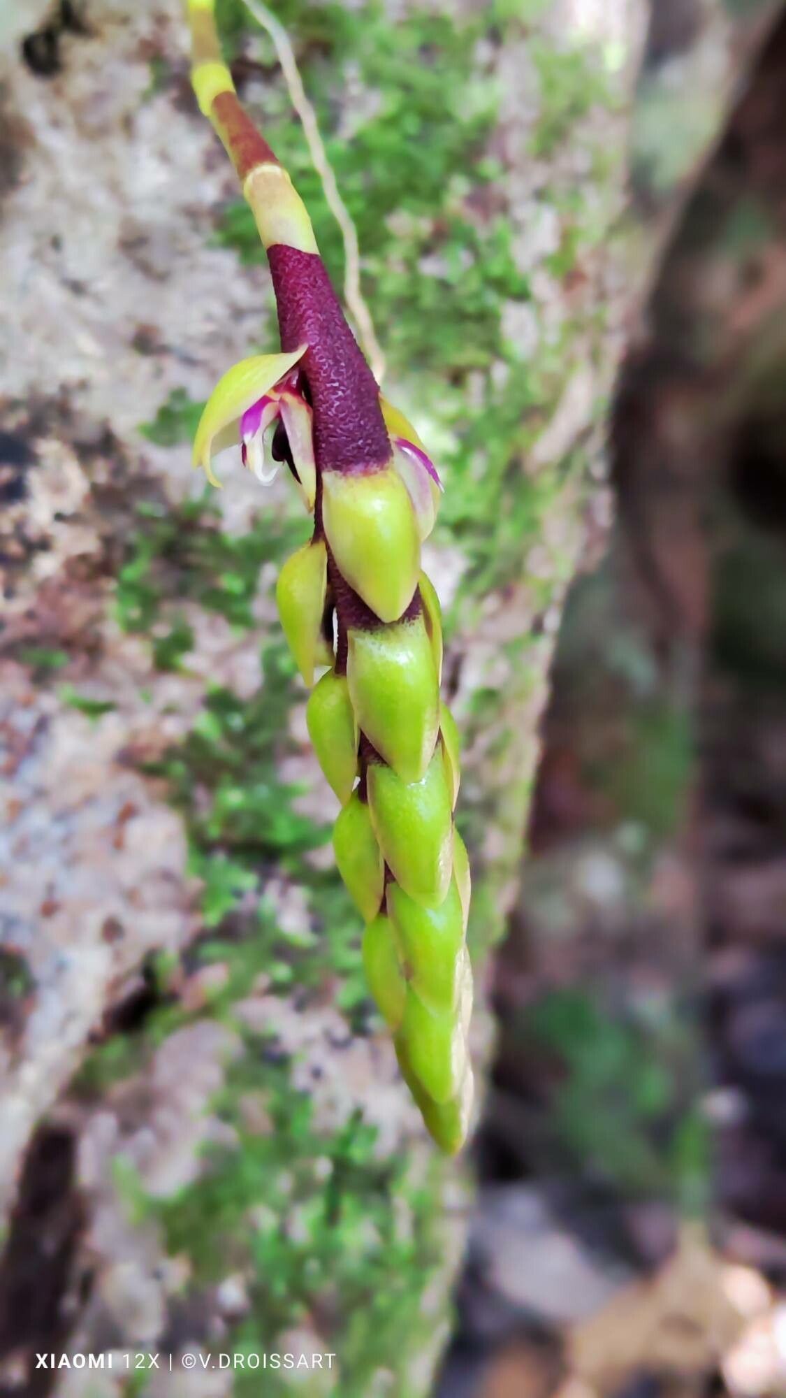 Bulbophyllum lecouflei flower