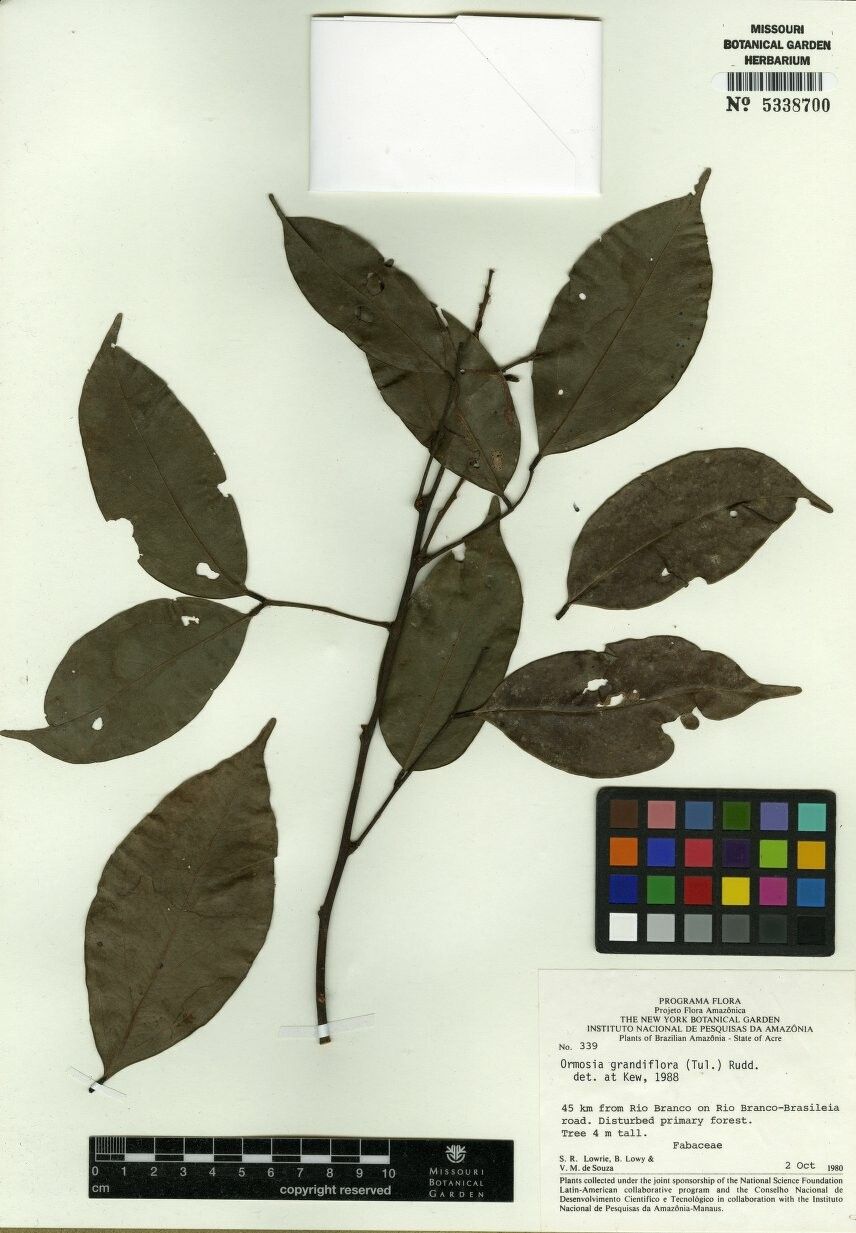 Ormosia grandiflora — houseplant care guide