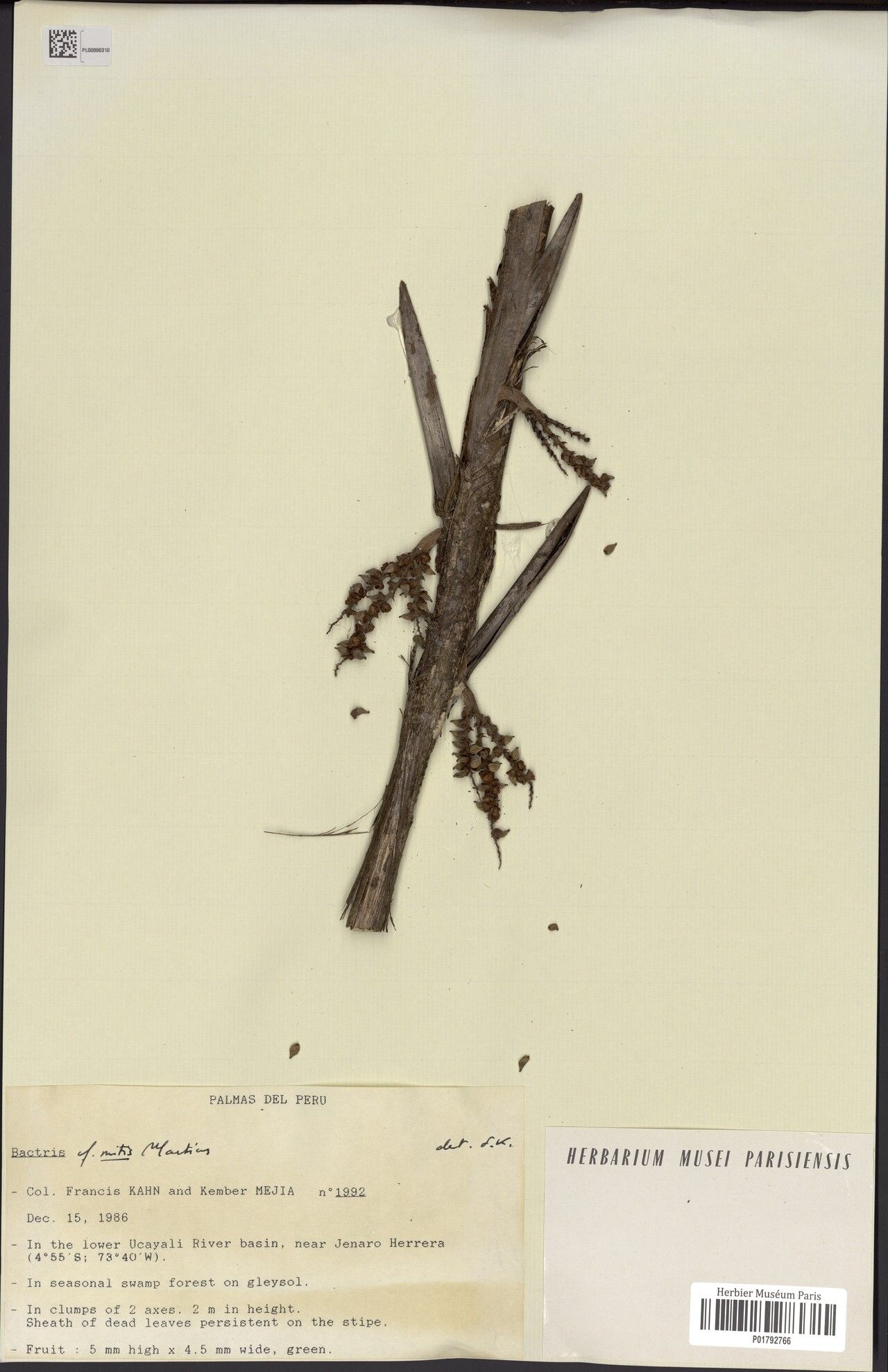 Bactris cuspidata fruit