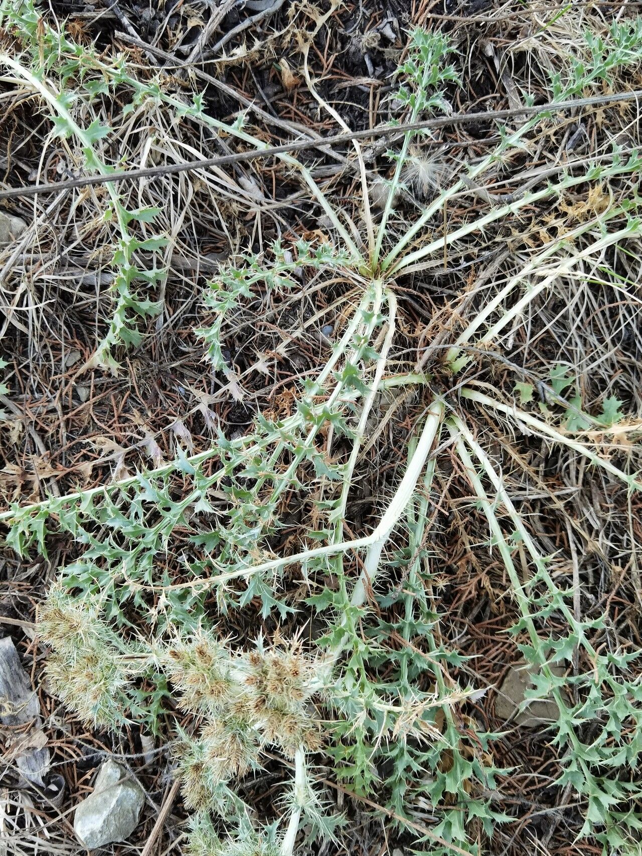 Cardopatium corymbosum leaf