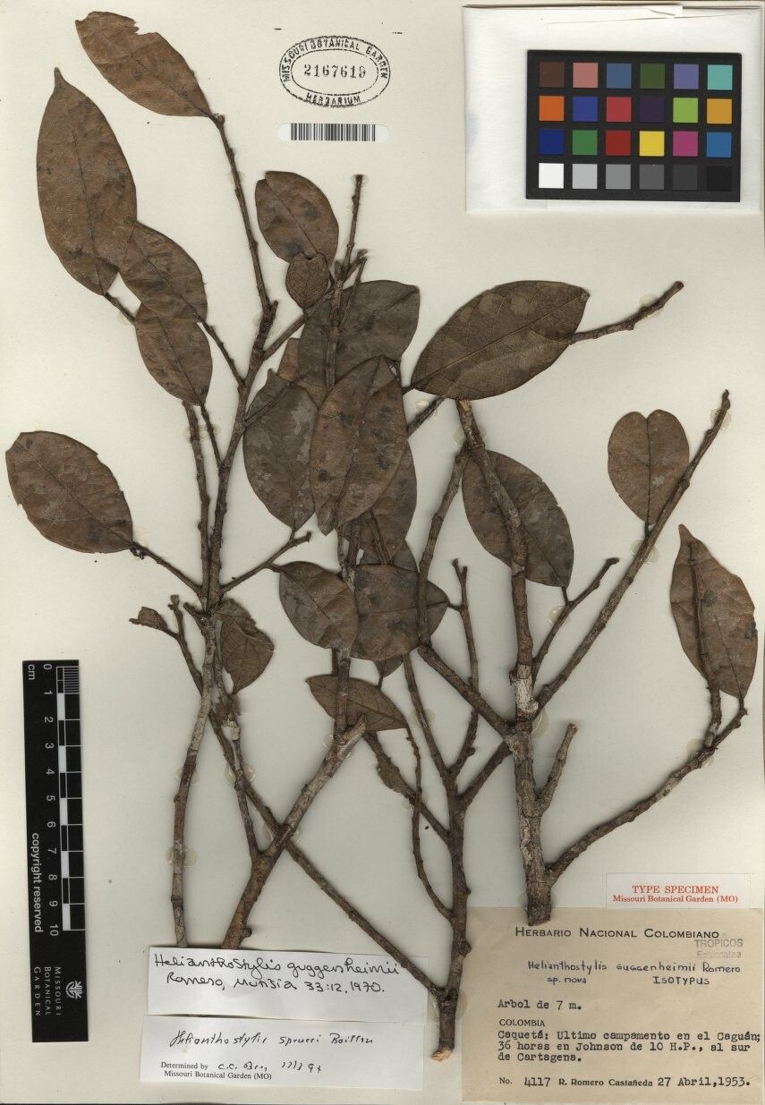 Brosimum sprucei — search result for 'Brosimum'