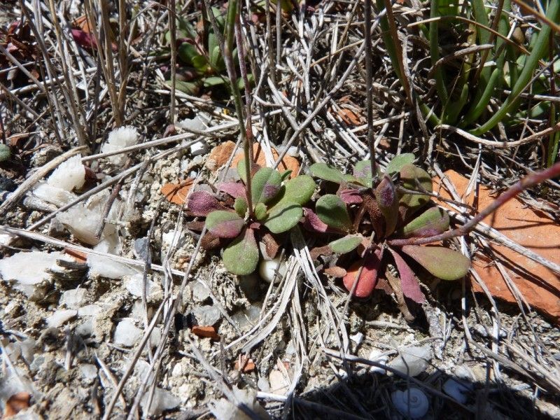 Limonium companyonis habit