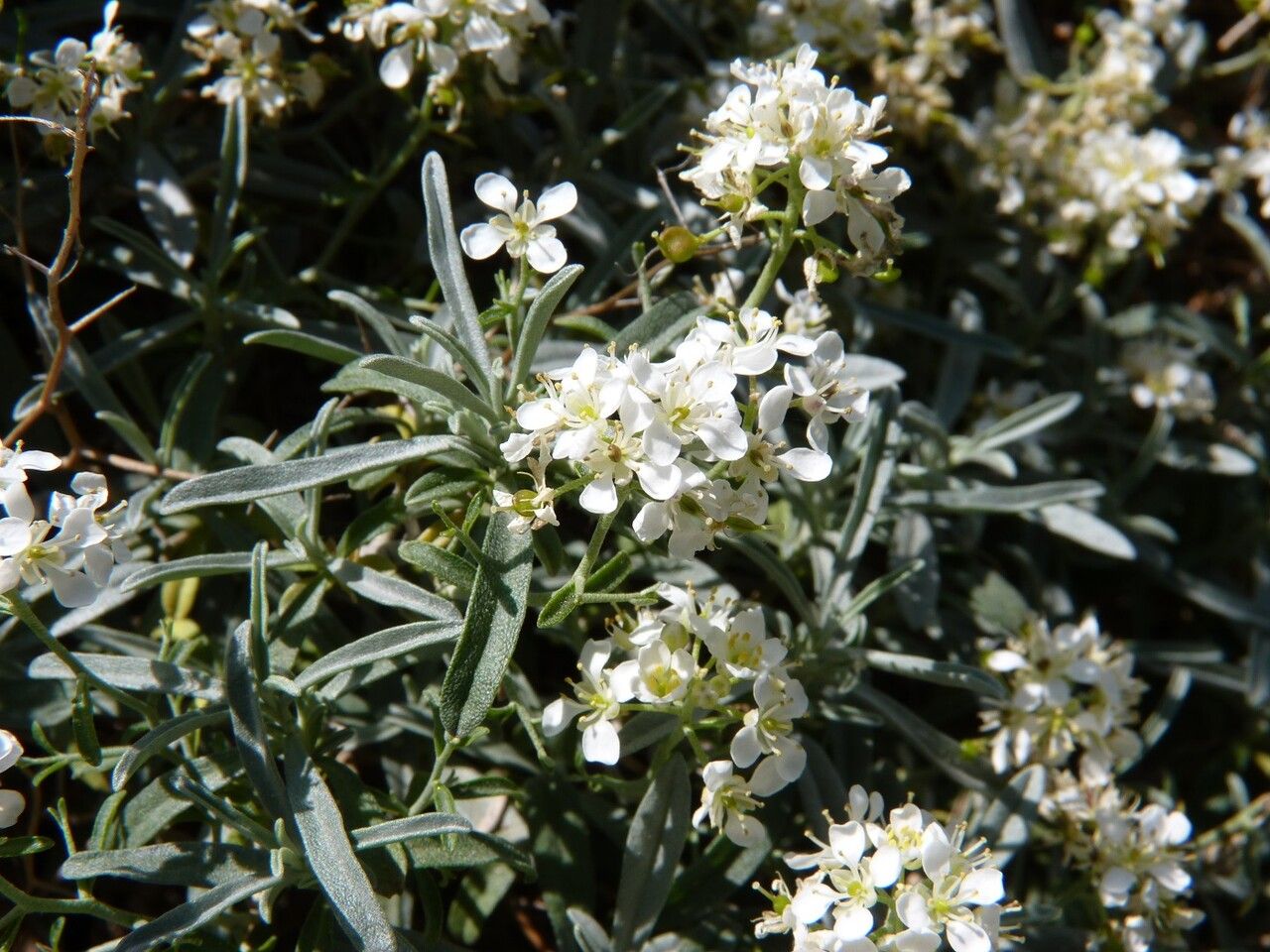 Hormathophylla spinosa flower