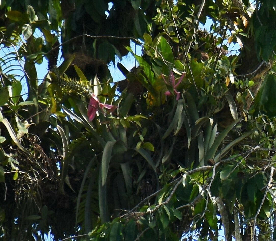 Aechmea setigera habit