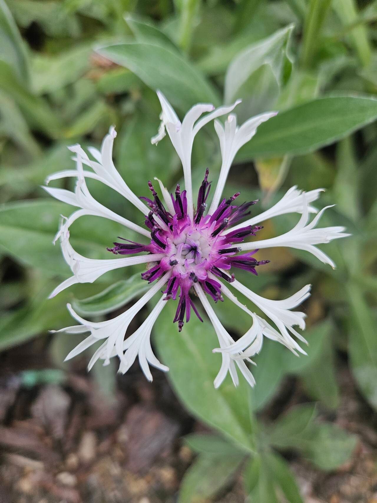 Centaurea lugdunensis flower