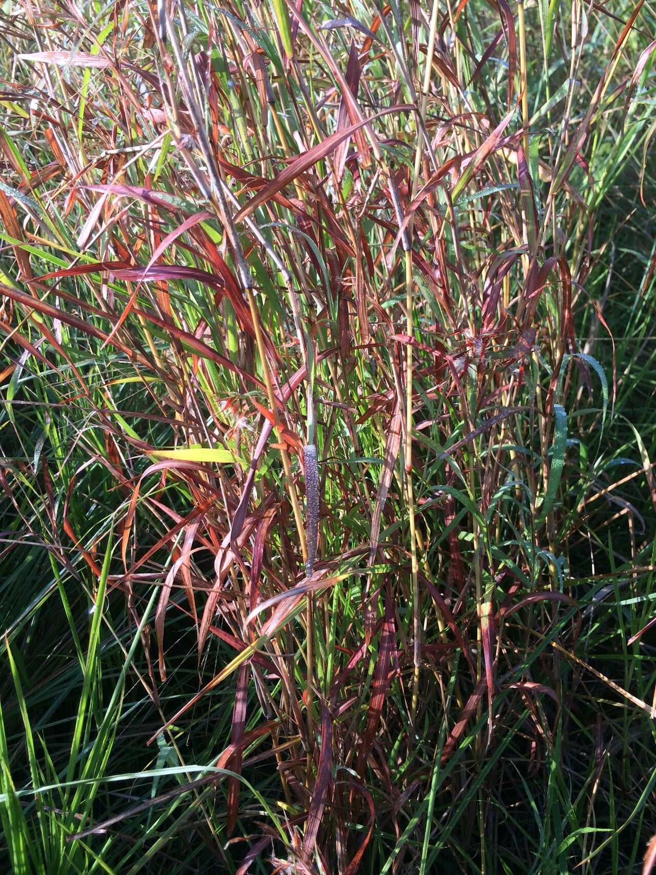 Hyparrhenia cymbaria habit