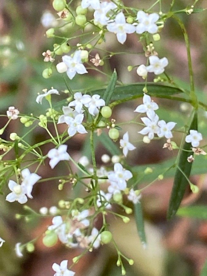 Galium aristatum flower