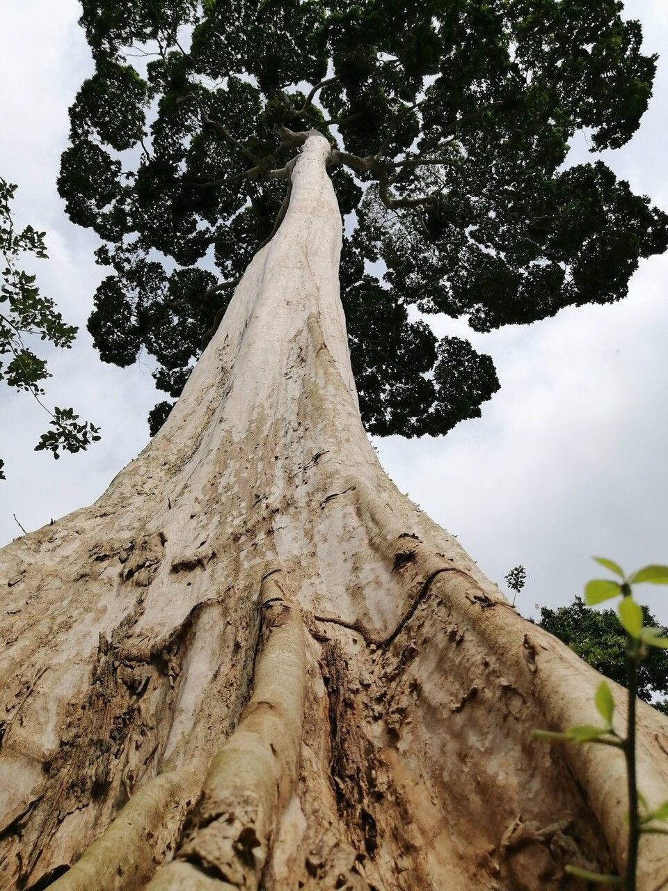 Terminalia oblonga bark
