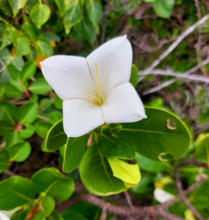 Bikkia tetrandra flower