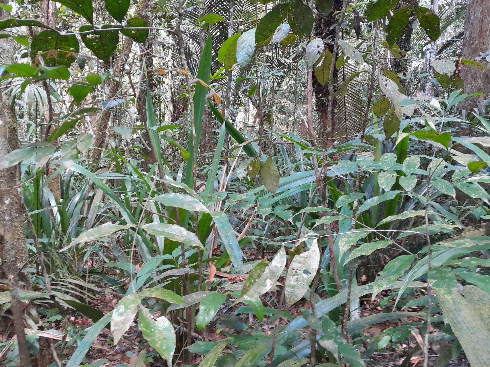 Ichnanthus panicoides habit