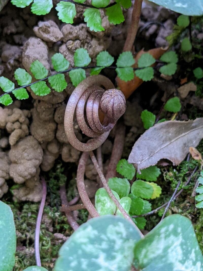 Cyclamen balearicum fruit