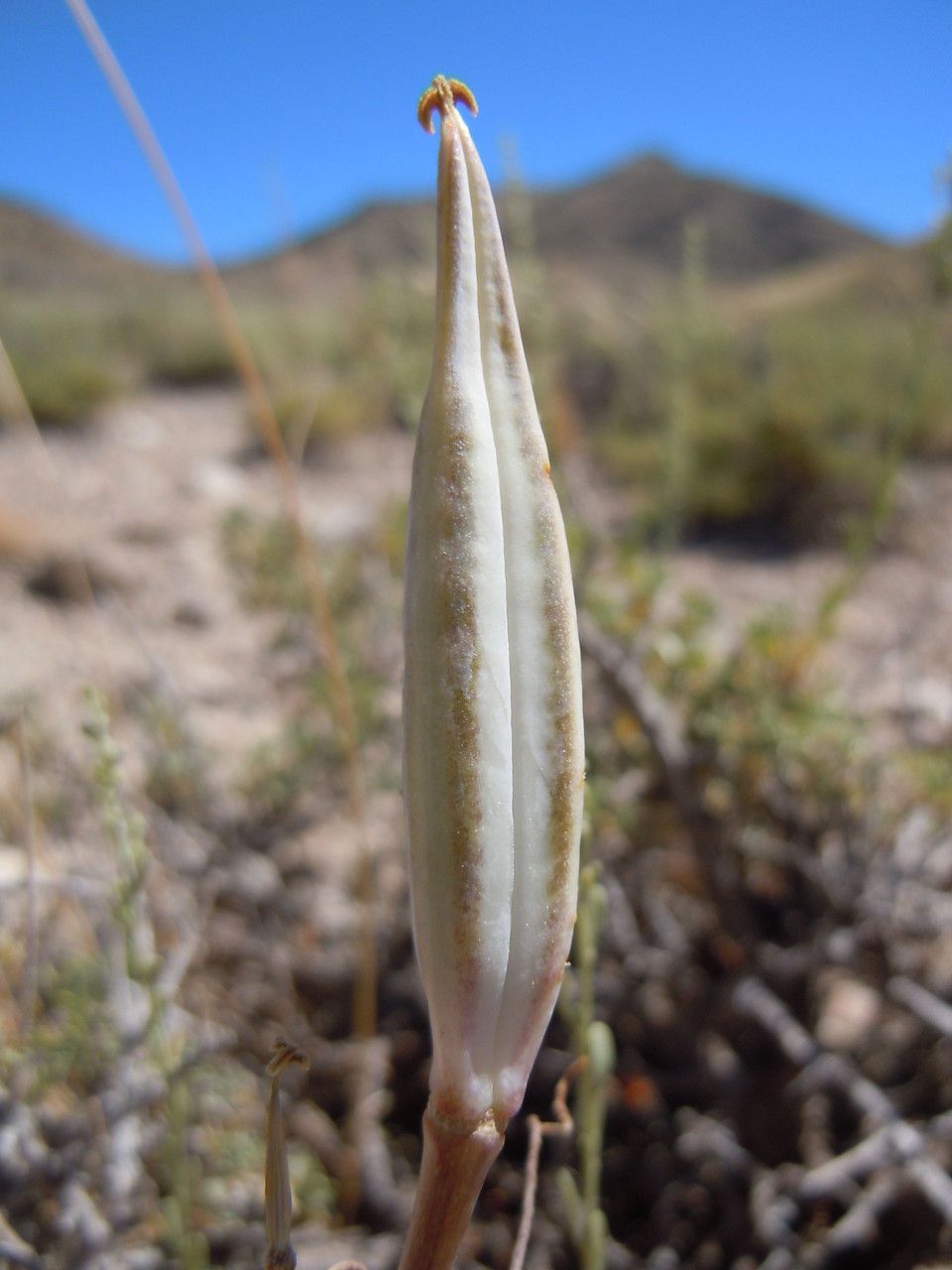 Calochortus bruneaunis fruit