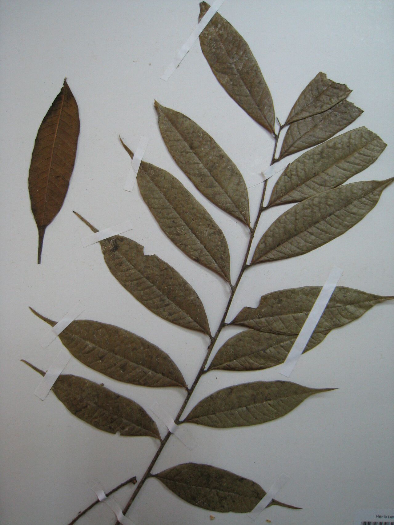 Talisia pilosula — houseplant care guide