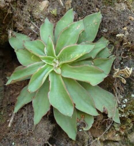 Echeveria tamaulipana habit