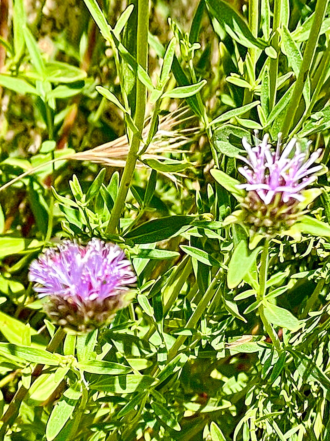 Monardella stoneana — houseplant care guide