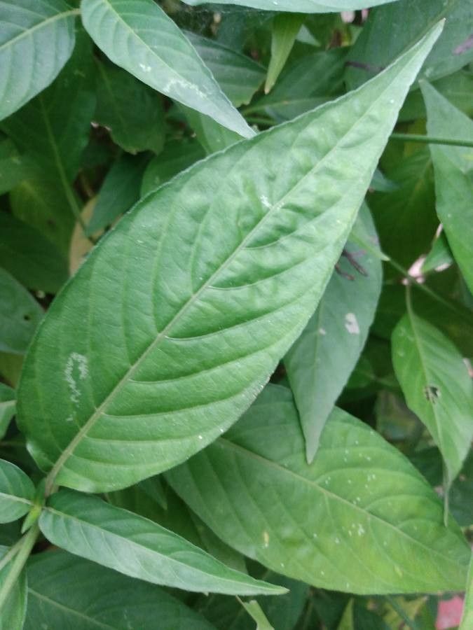 Dianthera calycina leaf