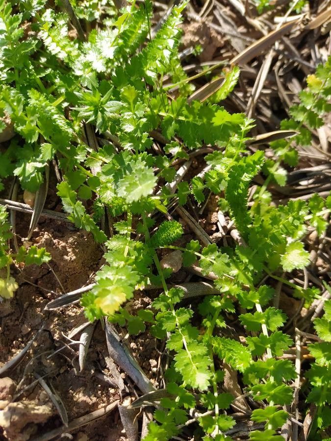 Sison segetum — related species from the same genus