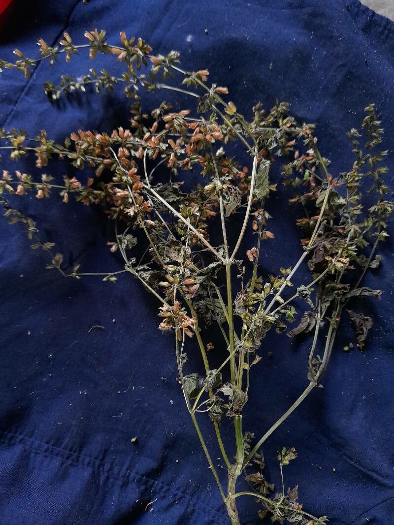 Salvia alvajaca flower