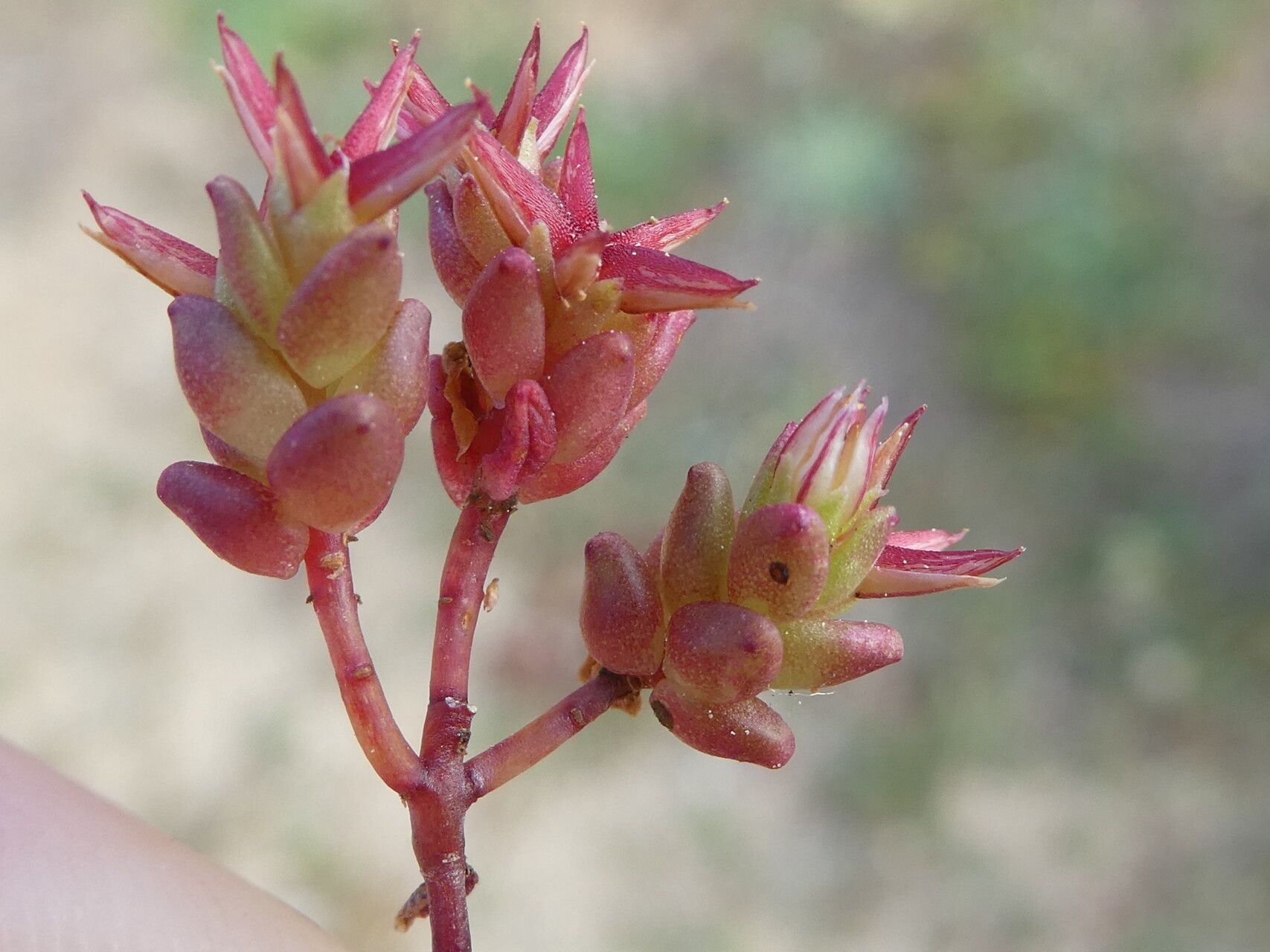 Sedum cespitosum — houseplant care guide