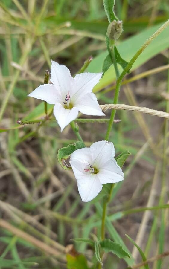 Convolvulus crenatifolius flower