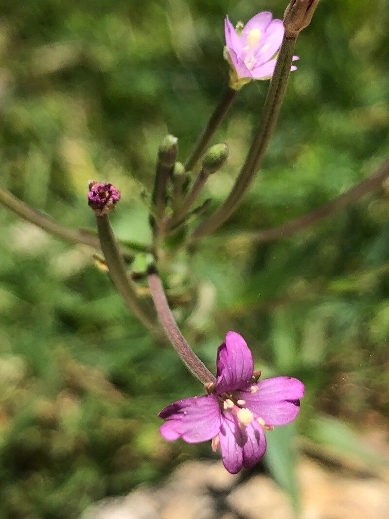 Epilobium obscurum flower