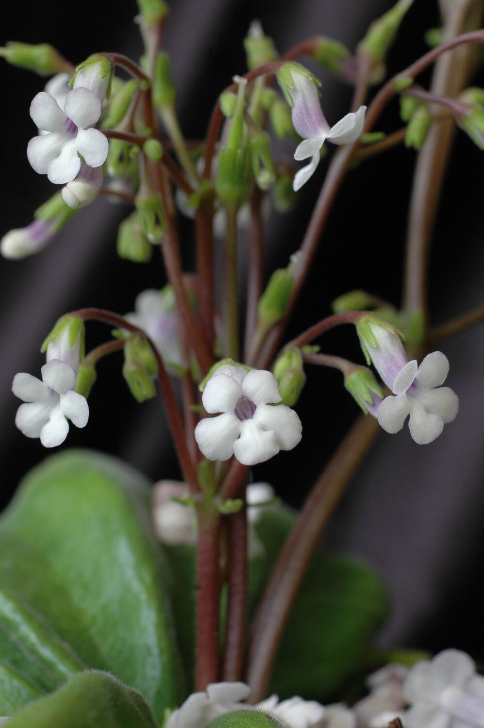 Streptocarpus perrieri flower