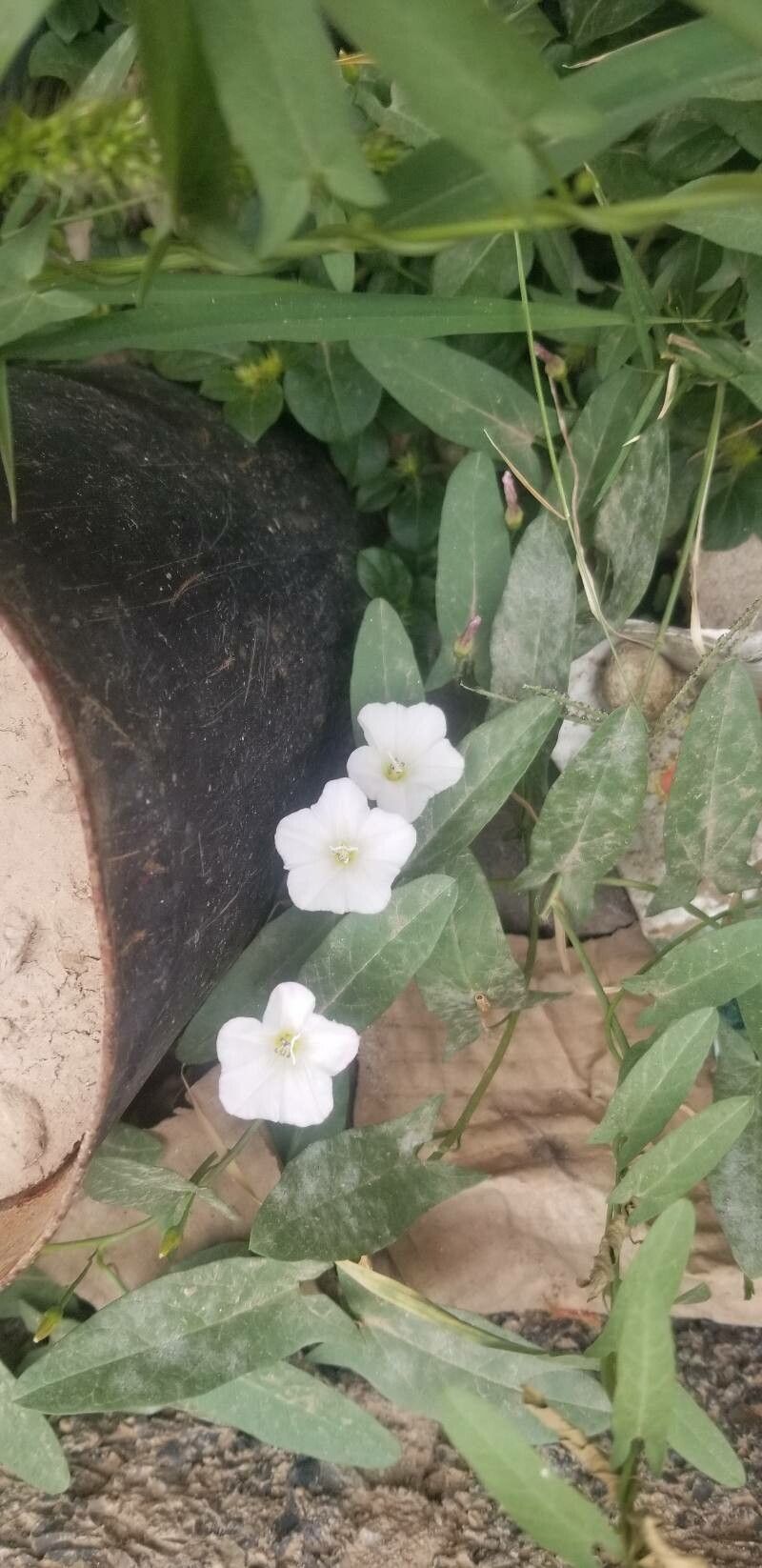 Convolvulus bonariensis flower