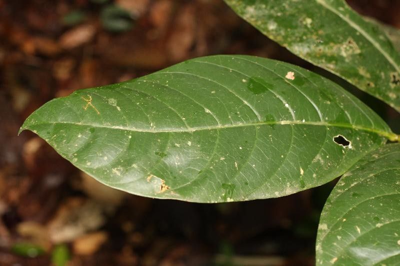 Tabernaemontana macrocalyx — search result for 'Tabernaemontana'