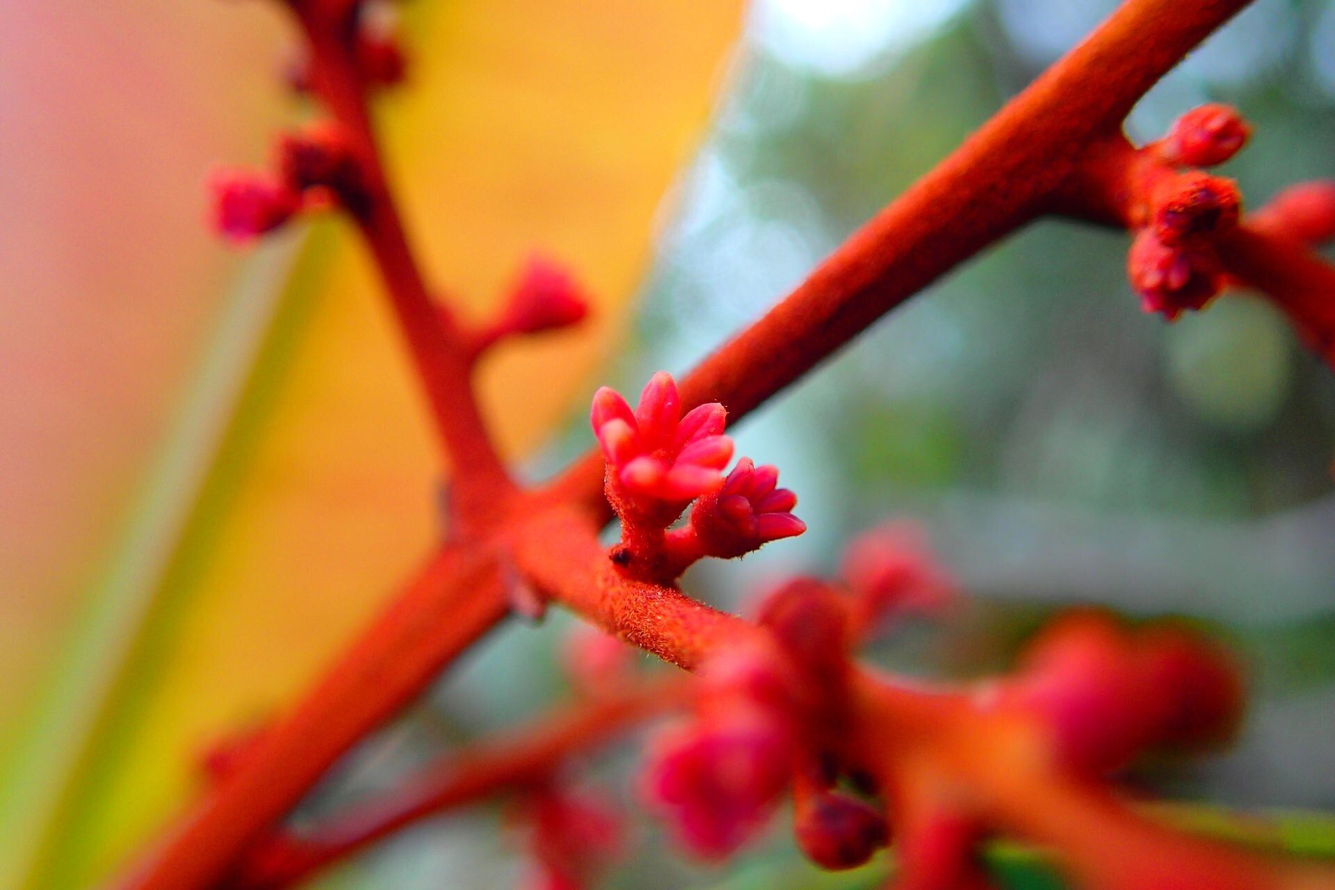 Podonephelium plicatum flower