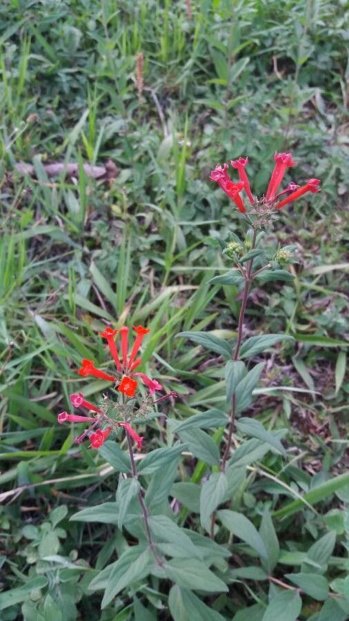 Bouvardia ternifolia habit